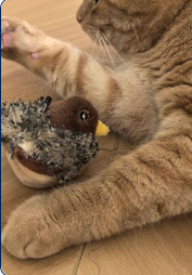 Cat photo shared by Sarah M.