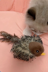 Cat photo shared by James T.