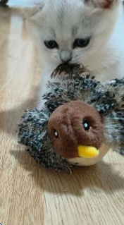 Cat photo shared by Priya K.