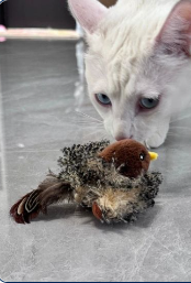 Cat photo shared by Michelle R.