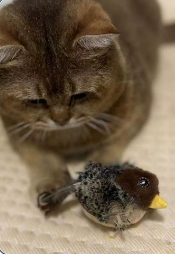 Cat photo shared by David L.