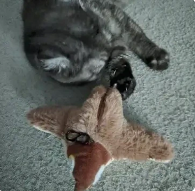 Cat photo shared by Lucas P.