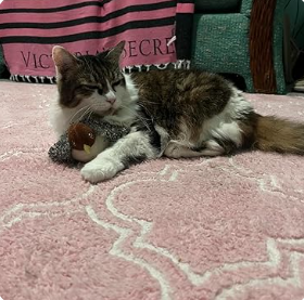 Cat photo shared by Camille R.